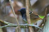 Chestnut-tailed Antbird